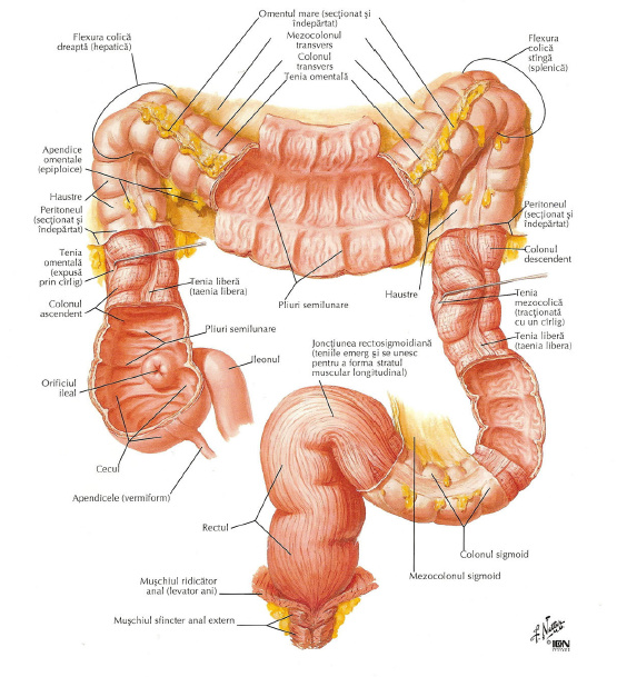  Intestinul gros – noțiuni de anatomie