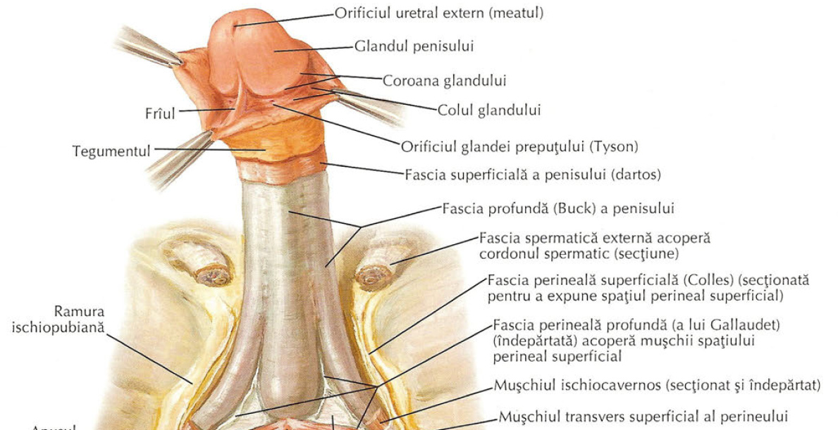  Penisul – noțiuni de anatomie si fiziologie