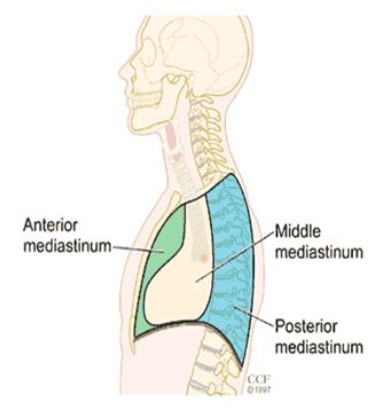  Mediastinul – Anatomie și Fiziologie