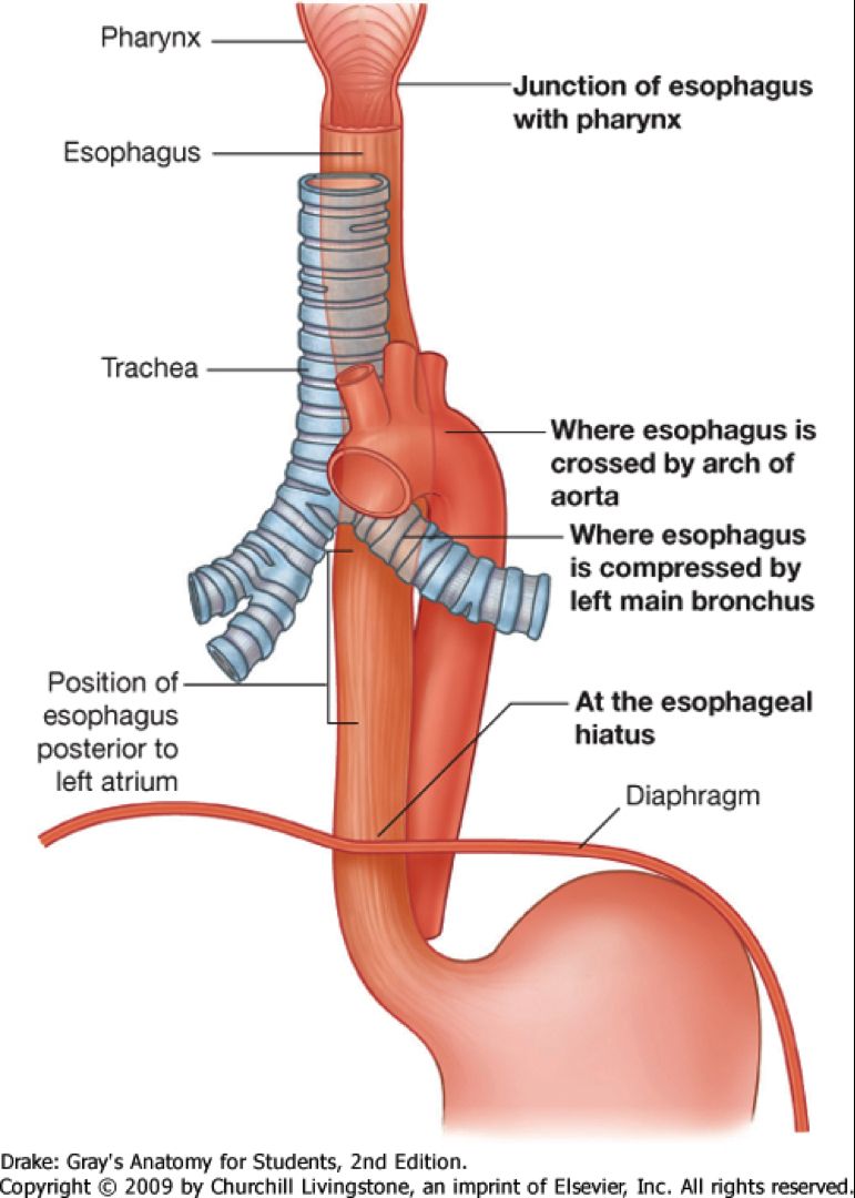  Esofagul – noțiuni de anatomie și fiziologie