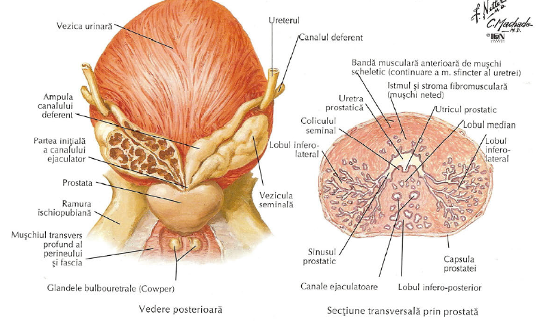  Prostata – notiuni de anatomie si fiziologie