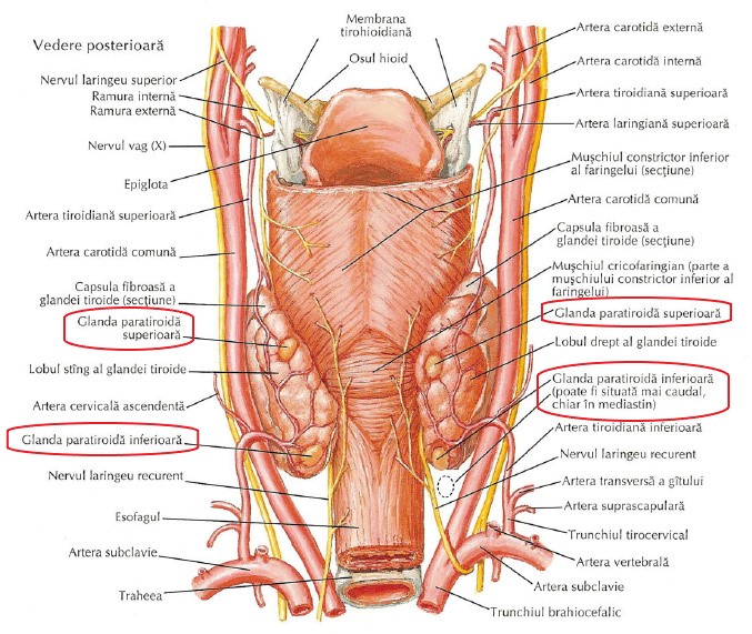 Glandele paratiroide – anatomie si fiziologie