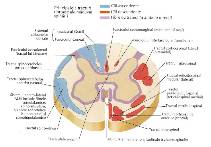  Maduva spinarii – notiuni de anatomie