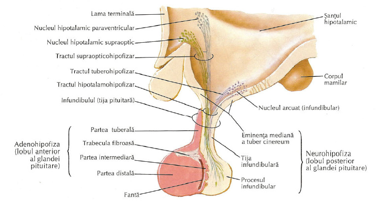  Hipofiza sau glanda pituitară – anatomie si fiziologie