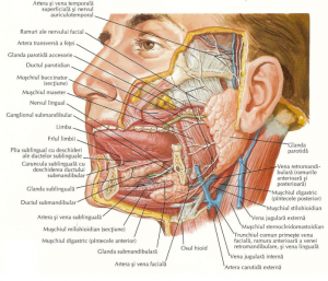 glandele salivare rol