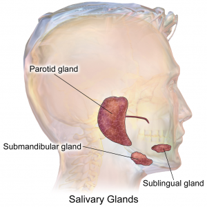glandele salivare rol cum doare prostata cu prostatita