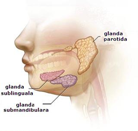 glande salivare inflamate poze