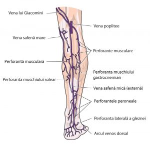 Dureri articulare mielom Cum să tratezi durerea severă în articulația genunchiului
