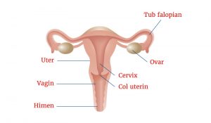 suspiciune de inflamație ovariană
