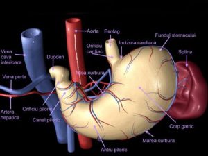 Întrebări și răspunsuri chirurgie gastroenterologie in Romania