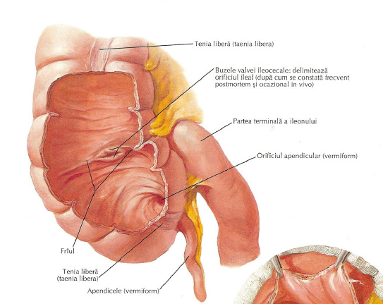 teniile intestinului gros
