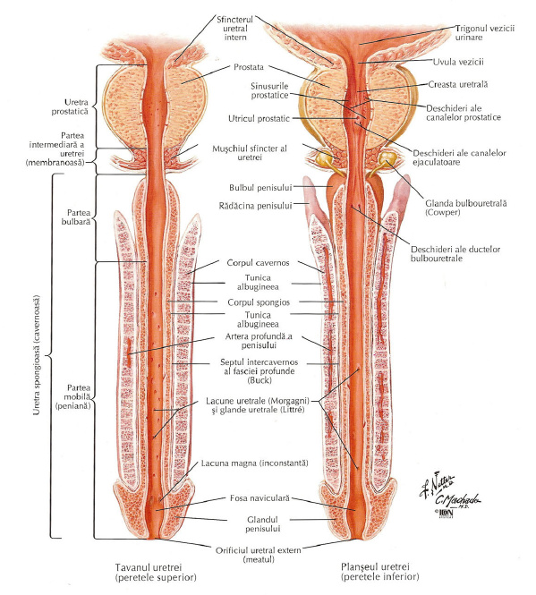 fiziologia structurii penisului)