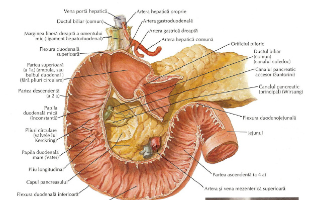 intestinul subtire