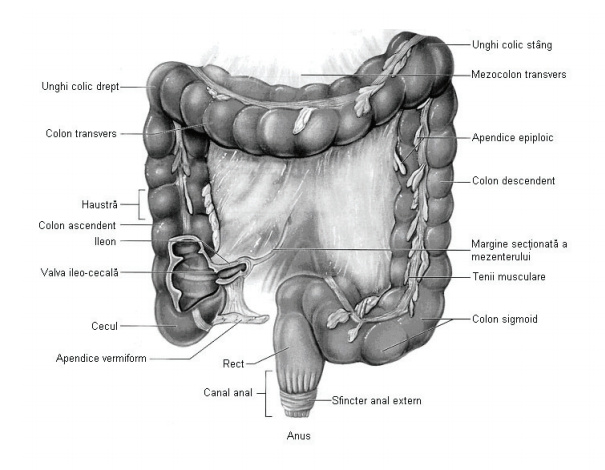 Anatomia intestinului subțire - Animație 3D
