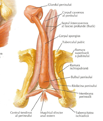 structura scrotului penisului)