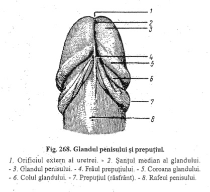 structura penisului la bărbați)