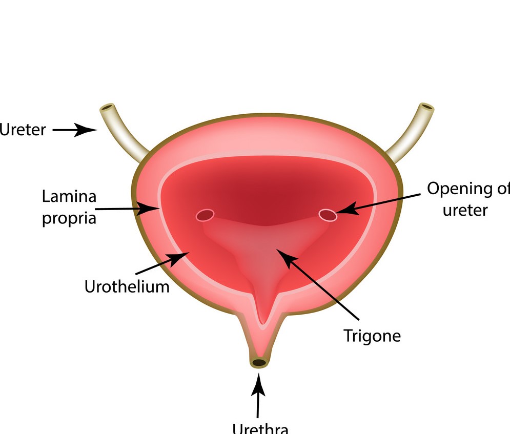Sistemul urinar - Seni