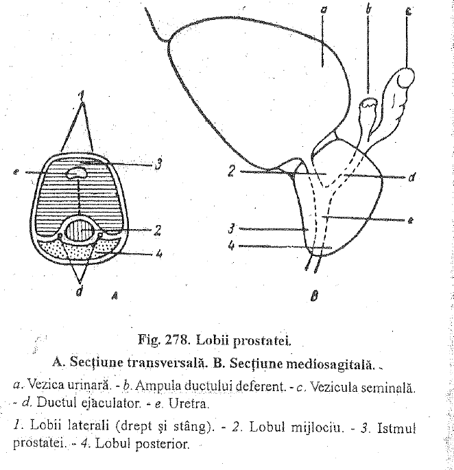 anatomia glandei prostatei)