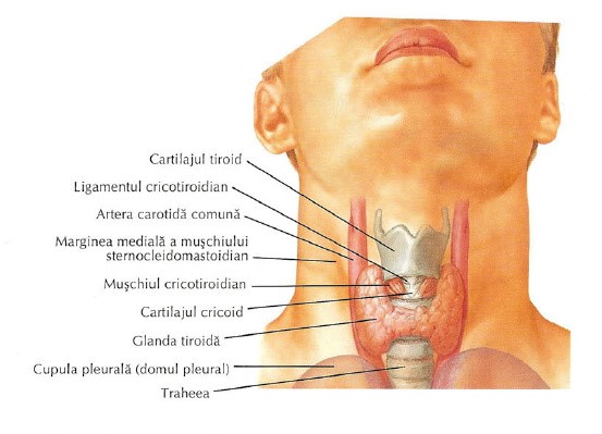 anatomia gatului cum se tratează coloana vertebrală și articulațiile