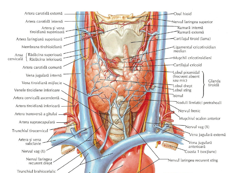 anatomia gatului coxartroza durerii articulației șoldului